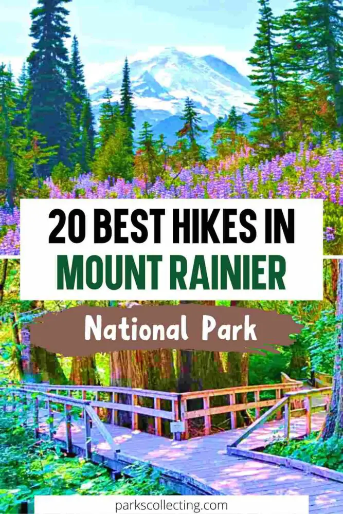 Two photos: Violet flowers surrounded by trees, and behind is a snow-capped mountain, and below is a Group of huge trees in the middle of two wooden alleys with the texts that says 20 Best Hikes in Mount Rainier National Park