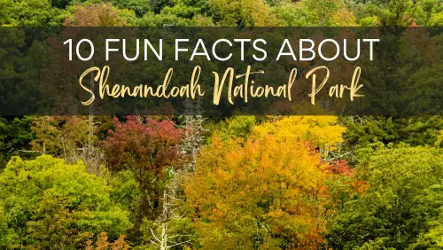 This image has an empty alt attribute; its file name is 10-Fun-Facts-About-Shenandoah-National-Park-Header.jpg