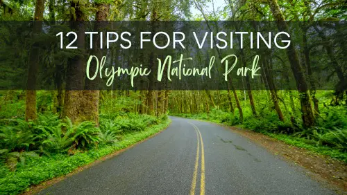 View of a concrete road along the green forest, with text, "12 Tips for Visiting Olympic National Park."