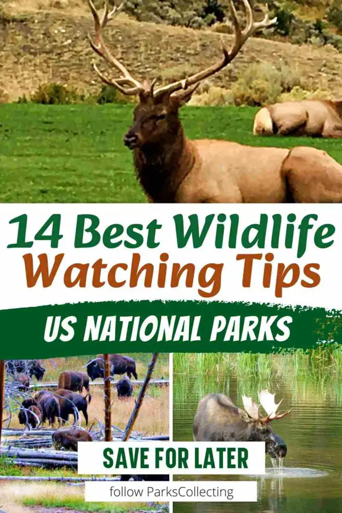 14 Best Wildlife Watching Tips for US National Parks
