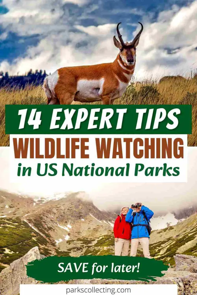 14 Expert Tips for Wildlife Watching in US National Parks