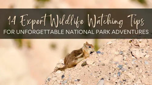 14 Expert Wildlife Watching Tips for Unforgettable National Park Adventures Header