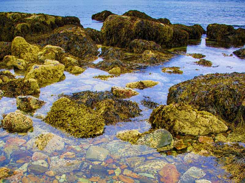 Rocks covered with algae in the ocean in Acadia National Park