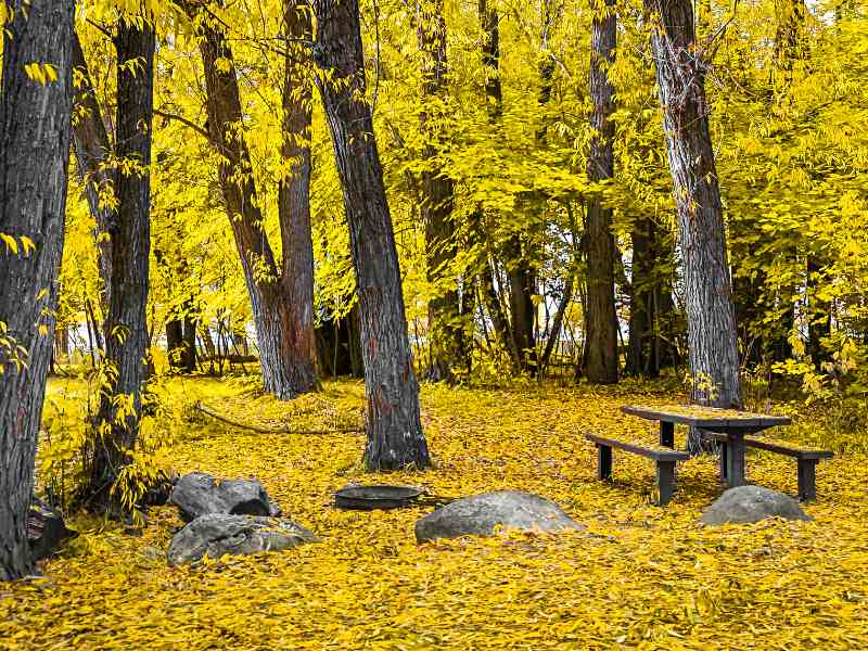 Wooden chairs and a table in the middle of the trees with yellow leaves surrounded Acadia National Park