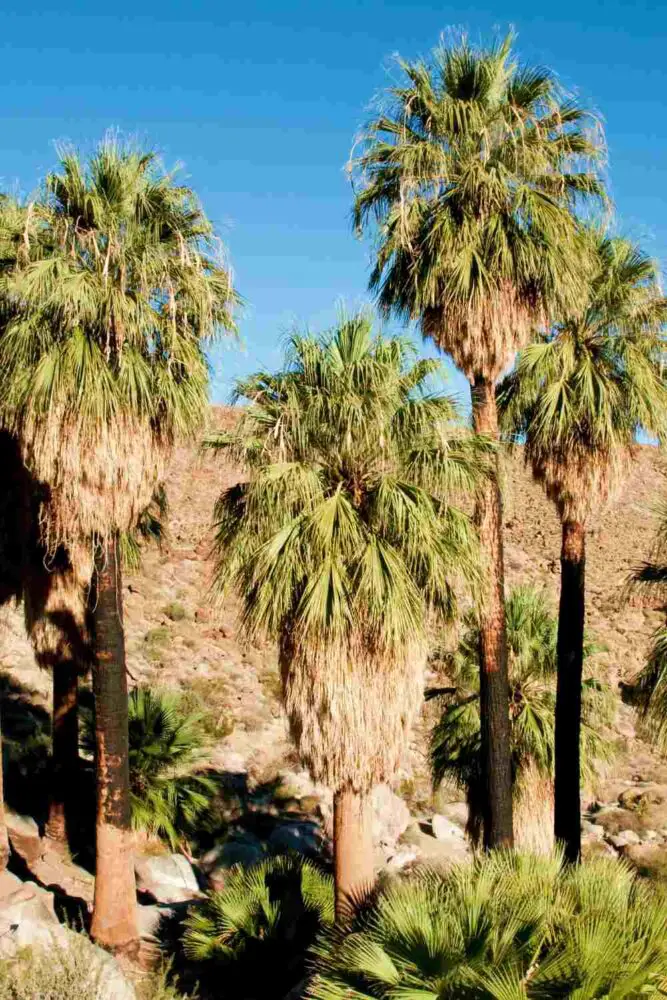 49 Palms Oasis Hike Joshua Tree National Park winter