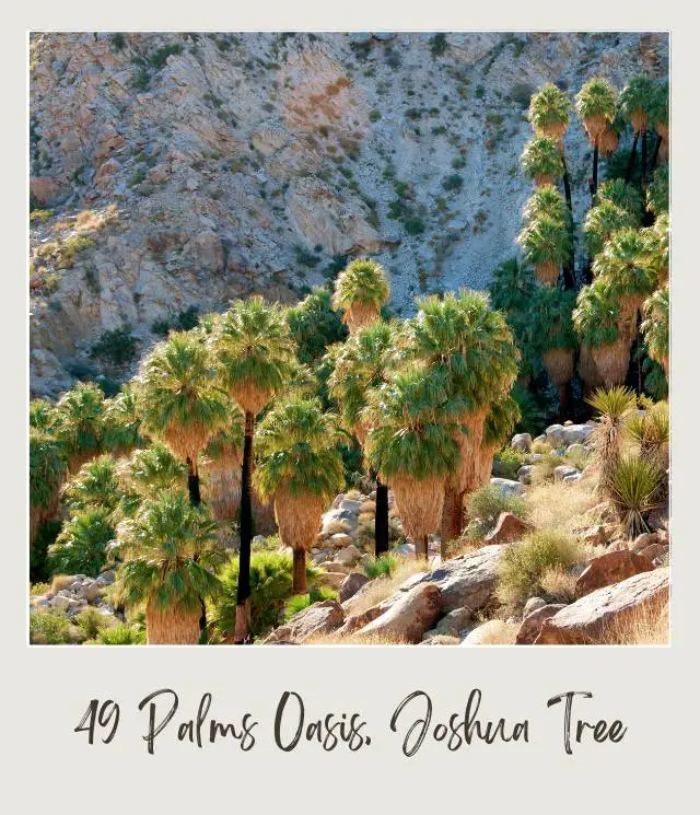 View of giant pals and bushes in 49 Palms Oasis, Joshua Tree National Park.