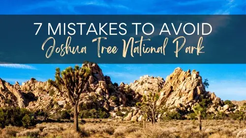 View of a Joshua tree surrounded by bushes and cacti and behind are rock mountains , with the text, 7 Mistakes to Avoid in Joshua Tree National Park.