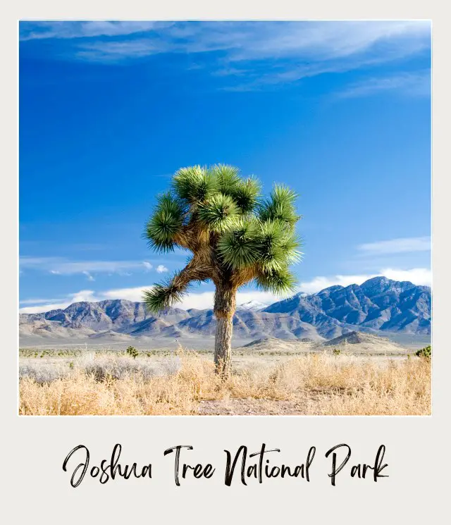 Huge formation of rocks surrounded by Joshua Trees and bushes in Joshua Tree National Park.