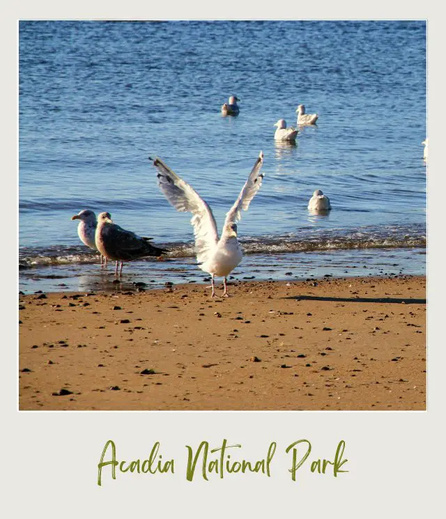 Birds over the ocean in Acadia National Park