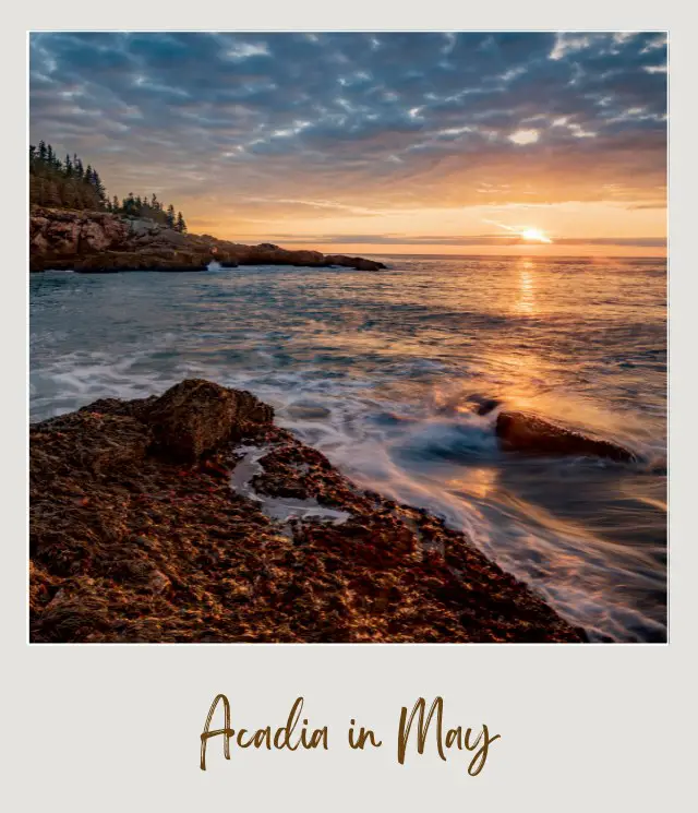 View of oceans beside rock mountains and trees during sunset in Acadia National Park.