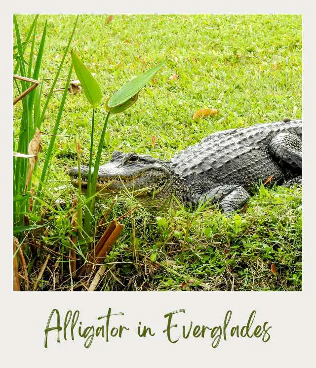 The 10 Best National Parks for Wildlife Viewing in the US (and the 5 Worst Ones) Alligator in Everglades National Park