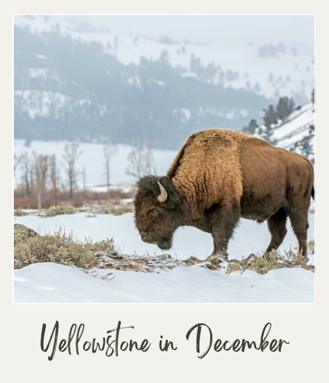 Yellowstone National Park in December: What To Expect For an Amazing Trip Bison walking through a snow-covered landscape in Yellowstone National Park in December