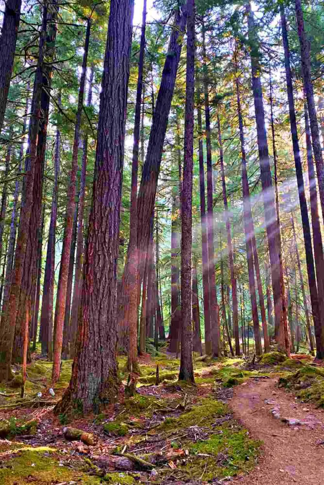 Sun beam going through the tall and straight trees in Ancient Grove Trial Olympic National Park