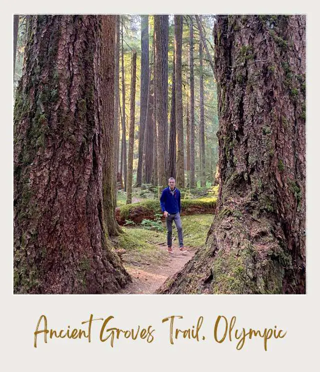 Ancient Groves Trail Olympic National Park 1