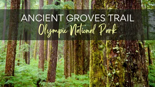 View of trees and other plants, with the text, Ancient Groves Trail Olympic National Park.