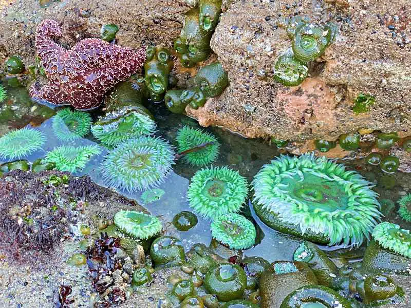 Star fish and green anemones in tide pools in Beach 4 in Olympic National Park.