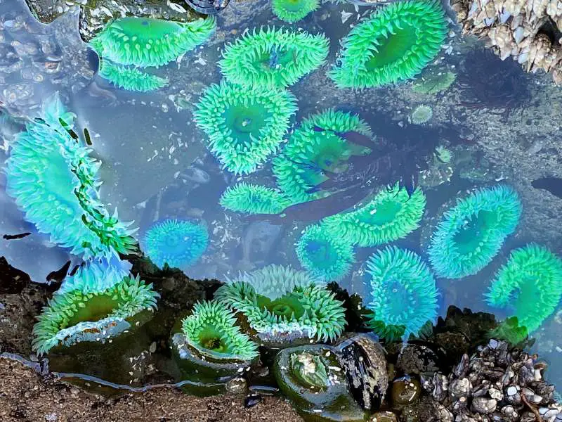 Green Anemones in the water in Beach 4 in Olympic National Park