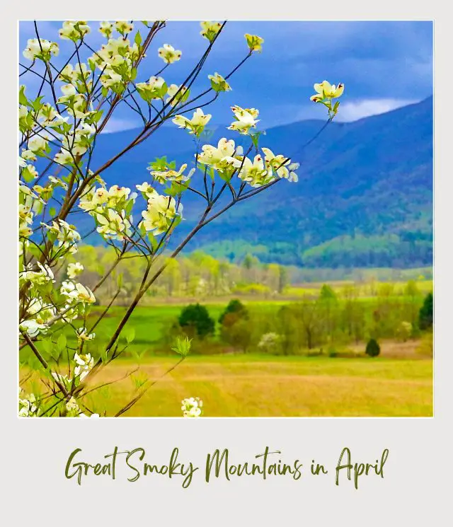 View of white wildflowers and behind are plain fields, trees, and mountains in Great Smoky Mountains National Park.