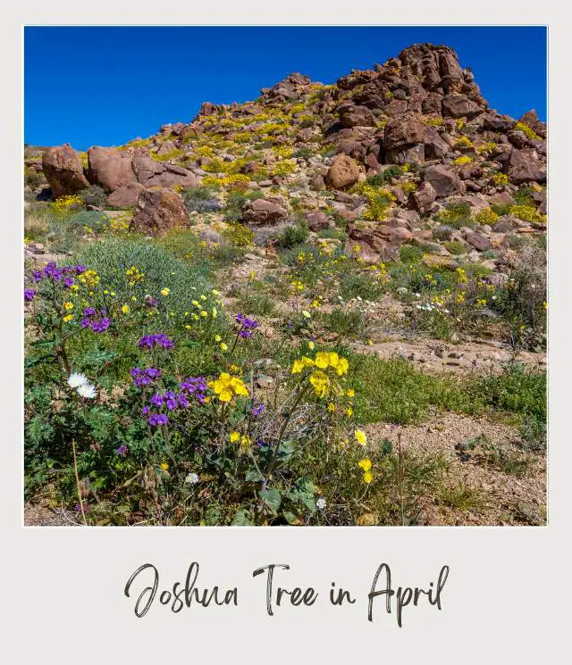 View of wildflowers surrounded by yellow wildflowers and other bushes and behind are mountains in Joshua Tree National Park.