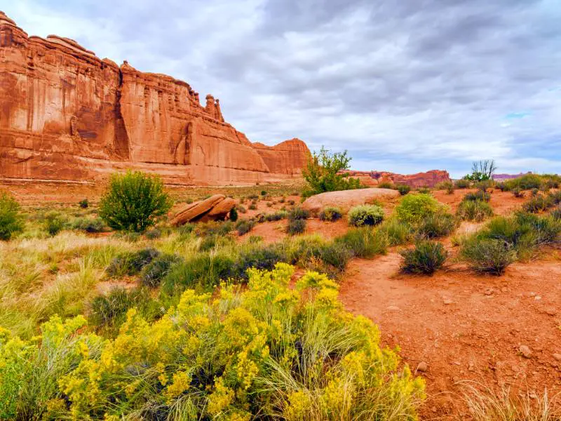 Yellow flowers surrounded by bushes and behind are huge red rocks formation in Arches National Park