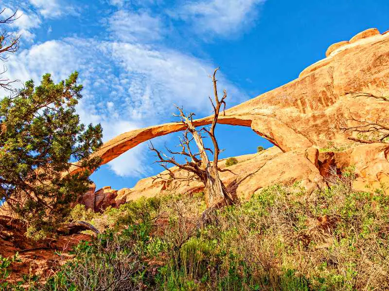 A dead tree surrounded by bushes and behind is a rock-forming an arch under the blue sky in Arches National Park