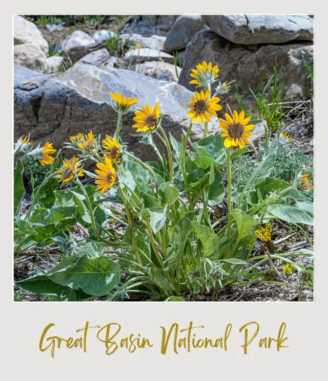 Arrowleaf Balsamroot Great Basin National Park Nevada