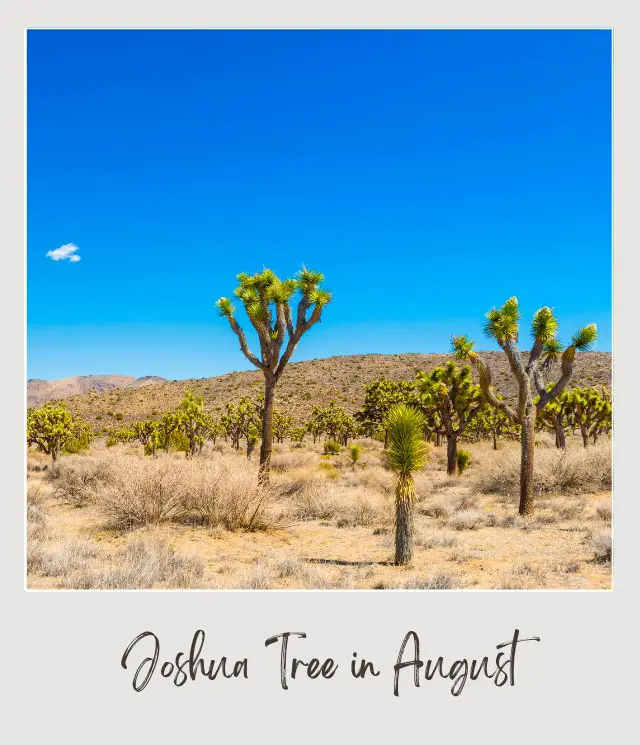 Rock Mountain and below are plants like the Joshua tree, and various cacti and bushes in Joshua Tree National Park.