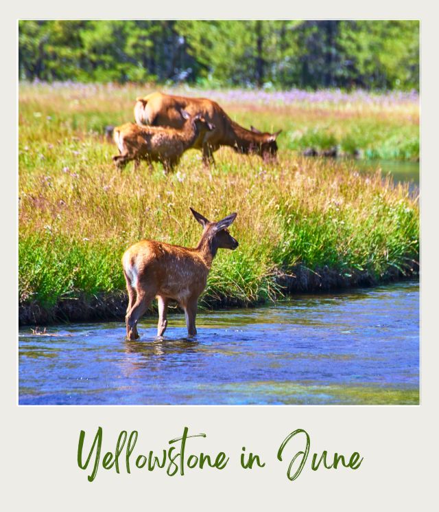 The 10 Best National Parks to Visit in June Baby Rocky Mountain Elk and Adult Elk in Meadow and Stream Yellowstone National Park