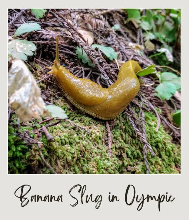 The 10 Best National Parks for Wildlife Viewing in the US (and the 5 Worst Ones) Banana Slug in Hoh Rainforest