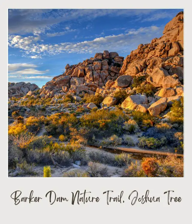 View of trail surrounded by rocks and bushes during the day in Barker Dam Nature Trail, Joshua Tree National Park.