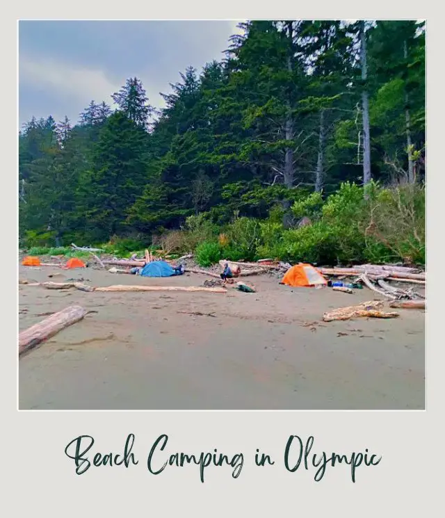 21 Best Things to Do in Olympic National Park Beach camping makes the tour memorable in Olympic National Park as tall trees surrounding the area makes the stay relaxing.
