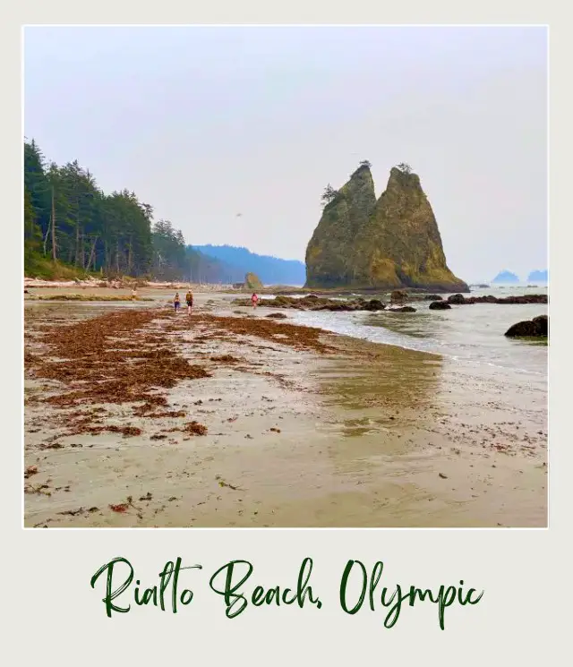 Rialto Beach - Hole in the Wall, Olympic National Park: Complete Guide Huge sea stacks surrounded by small rocks in Rialto Beach, Olympic National Park and beside is a tree forest