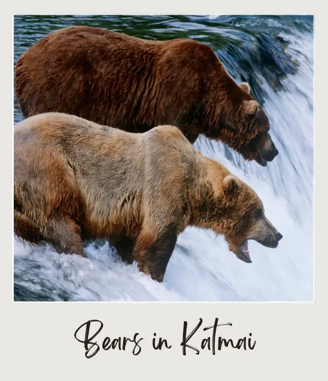 The 10 Best National Parks for Wildlife Viewing in the US (and the 5 Worst Ones) Bears in Katmai National Park