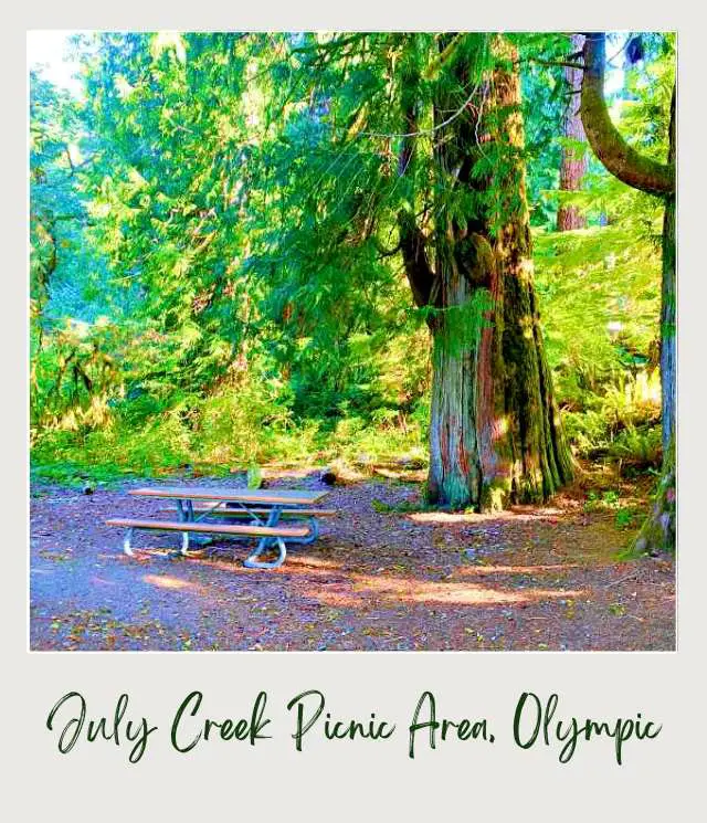 Lake Quinault Loop Drive: A Complete Guide for First Time Visitors A table and a bench surrounded by huge trees and other plants in Lake Quinault Loop Drive, Olympic National Park