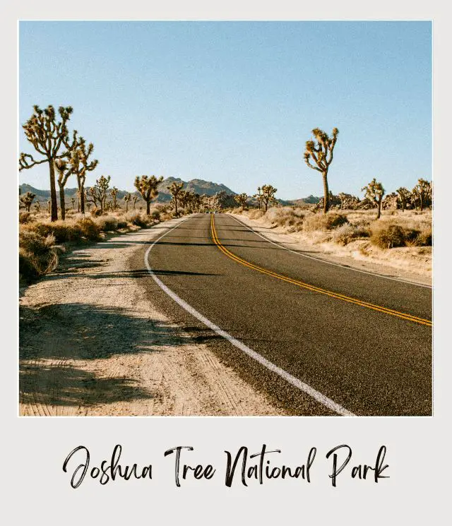 Joshua trees, bushes, and rock mountains along the highway in Joshua Tree National Park.