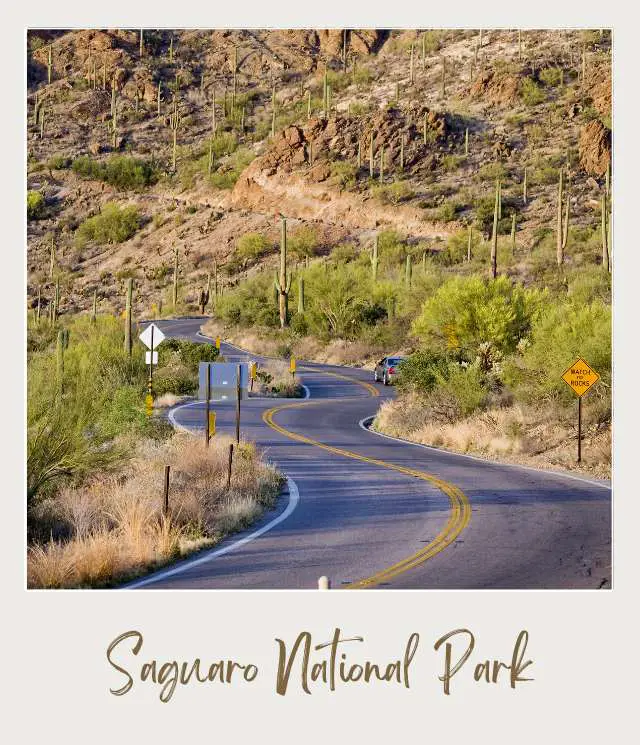 Bent Road in Saguaro National Park