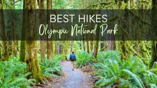 View of a man hiking on the trail surrounded by trees and ferns, with the text, Best Hikes Olympic National Park.