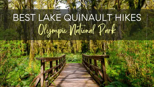 View of the wooden bridge surrounded by trees and plants, with the text, Best Lake Quinault Hikes Olympic National Park.