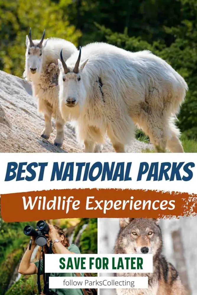 The 10 Best National Parks for Wildlife Viewing in the US (and the 5 Worst Ones) Best National Parks Wildlife Experiences