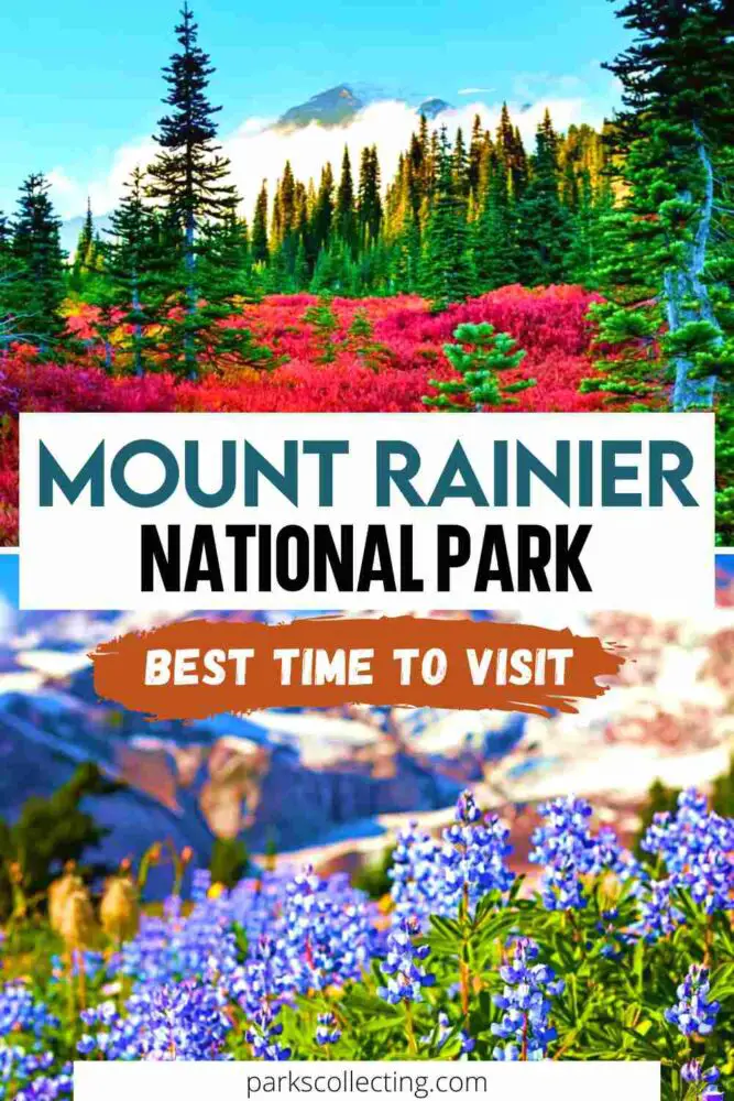 Two photos of the view of wildflowers with different colors below the mountain and surrounded by trees, with the text, Mount Rainier National Park Best Time to Visit