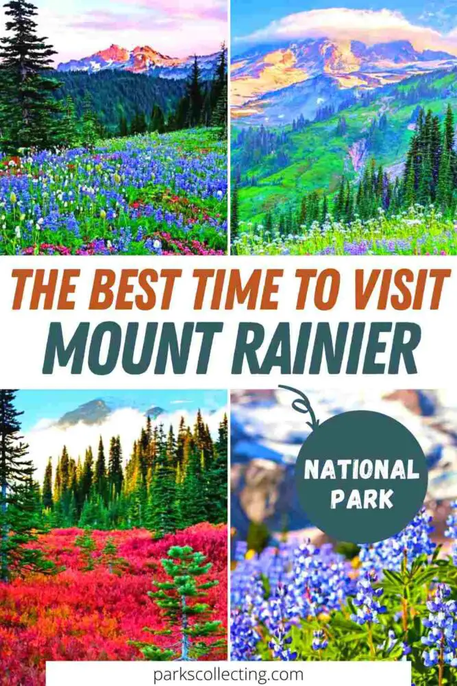 Four photos of the view of wildflowers with different colors below the mountain and surrounded by trees, with the text, The Best Time to Visit Mount Rainier National Park.