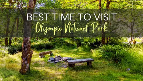 View of bench surrounded by trees and other plants, with the text, Best Time to Visit Olympic National Park.