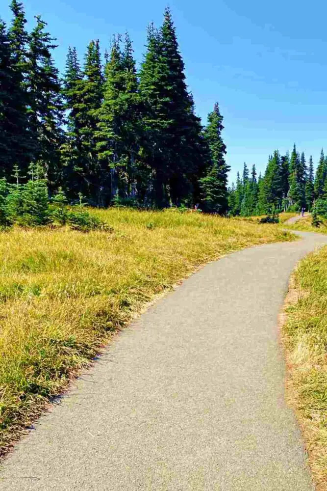 Small concrete road surrounded by trees and grasses in Hurricane Ridge Olympic National Park