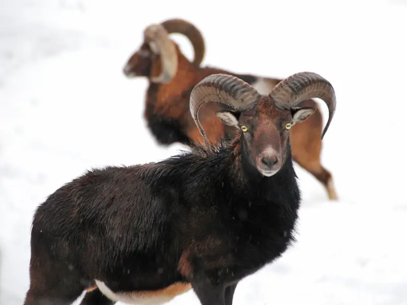 Bighorn Sheep Winter Wyoming