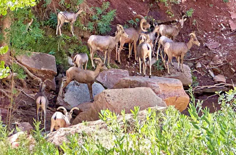 Bighorn sheep in Zion National Park