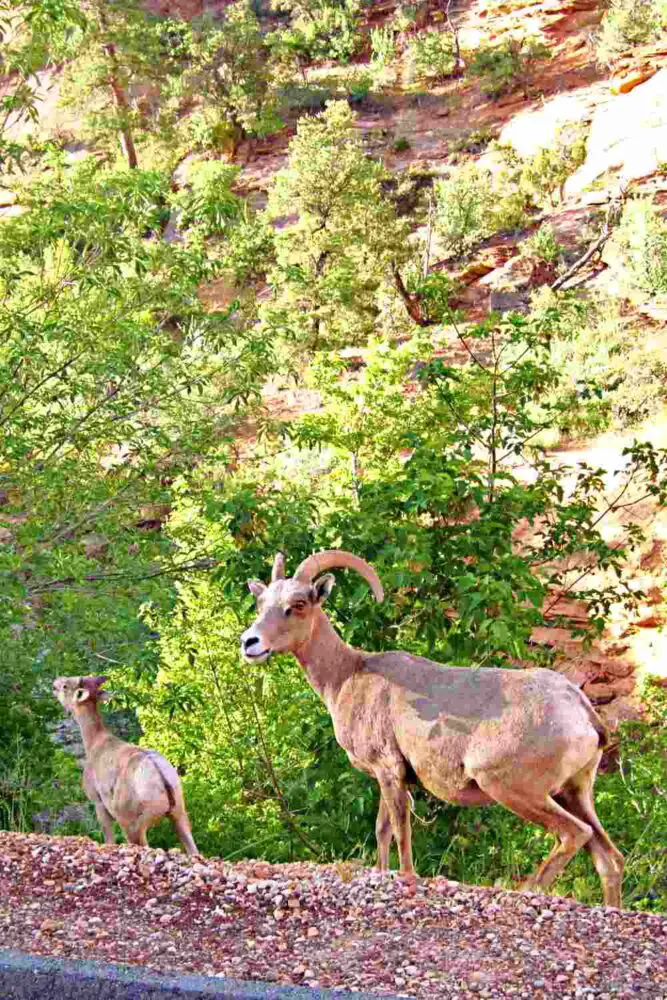 Two bighorn sheep surrounded by trees and red rock cliffs in Zion National Park