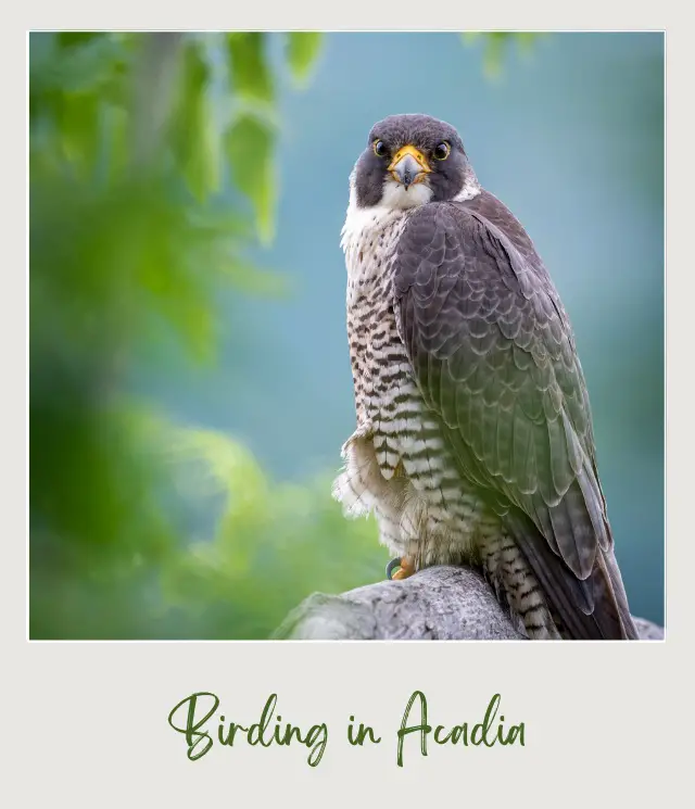 Huge Peregrine Falcon on the tree branch in Acadia National Park