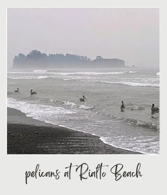 Rialto Beach - Hole in the Wall, Olympic National Park: Complete Guide Pelicans on the water in Rialto Beach, Olympic National Park.