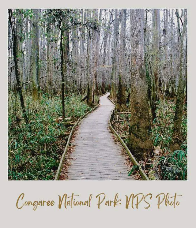 A boardwalk through a green swampy landscape.