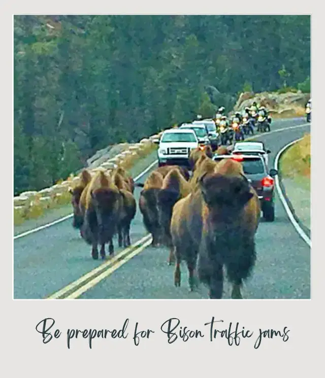 Planning a Trip to Yellowstone National Park: 7 Mistakes to Avoid Bison Road in Yellowstone Lake